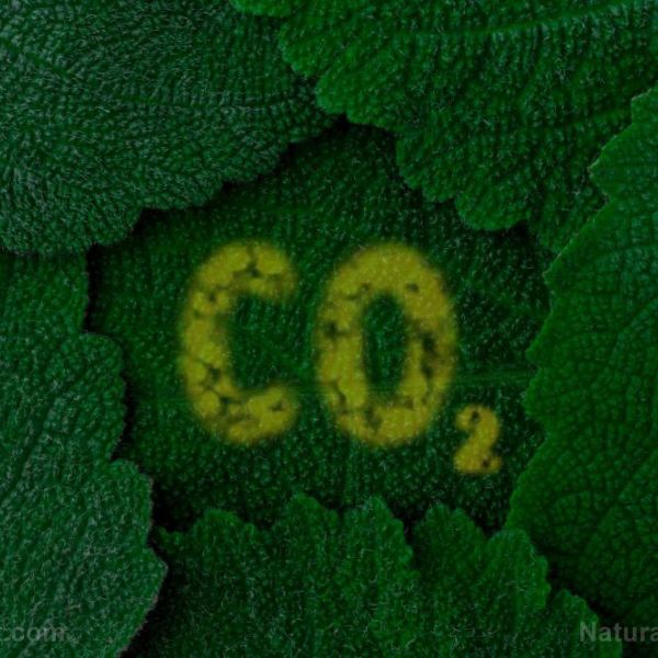 CO2 revolutionizes greenhouse farming revolution globally, decentralizing the food supply