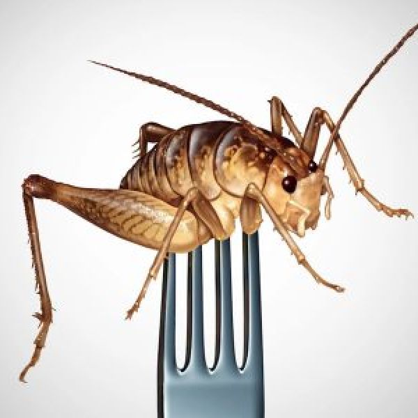 Justin Trudeau’s $9 Million Bet on Edible Crickets Runs Into Trouble