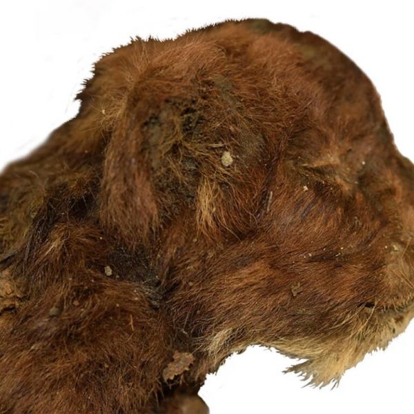 Saber-Tooth Cat Cub Is First to Be Found Mummified in Ice – and it Still Has Hair