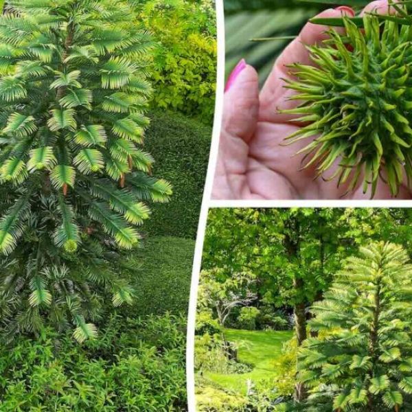 Prehistoric and Critically Endangered ‘Dinosaur Tree’ Bears Fruit for First time in British Couple’s Garden